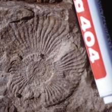 Ammonites of the Eoamaltheus spp. in the marine section of the Osta Arena Group